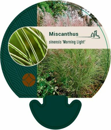 Miscanthus sinensis 'Morning Light' P9 - afbeelding 5