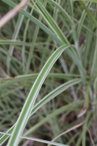 Miscanthus sinensis 'Morning Light' P9 - afbeelding 4