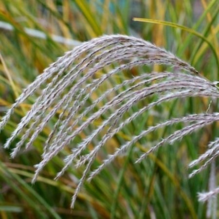 Miscanthus sinensis 'Morning Light' P9 - afbeelding 2