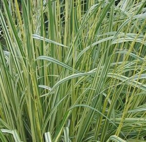 Molinia caerulea 'Variegata' P9