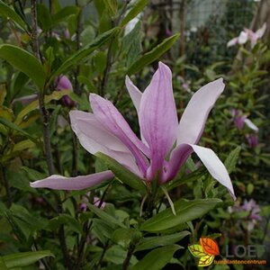 Magnolia 'Susan' 80/100 KL. - afbeelding 2