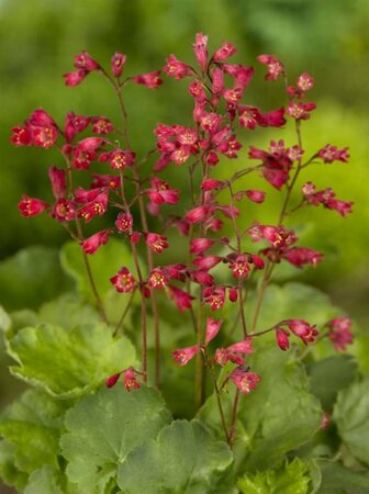 Heuchera sanguineum 'Leuchtkäfer' P9 - afbeelding 2