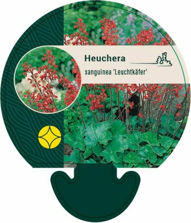 Heuchera sanguineum 'Leuchtkäfer' P9 - afbeelding 1