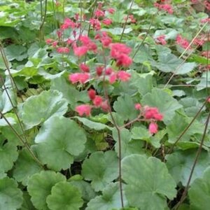 Heuchera sanguineum 'Leuchtkäfer' P9 - afbeelding 4