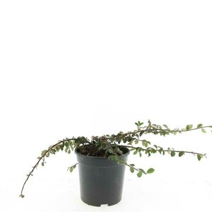 Cotoneaster dammeri 'Mooncreeper' C1.5 - afbeelding 5