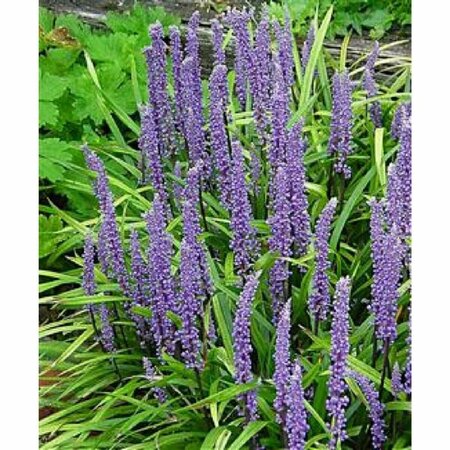 Liriope muscari 'Moneymaker' P9 - afbeelding 1