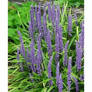 Liriope muscari 'Moneymaker' P9 - afbeelding 1