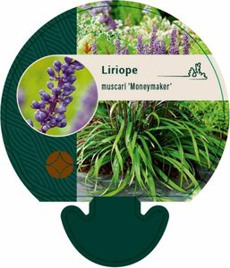 Liriope muscari 'Moneymaker' P9 - afbeelding 5