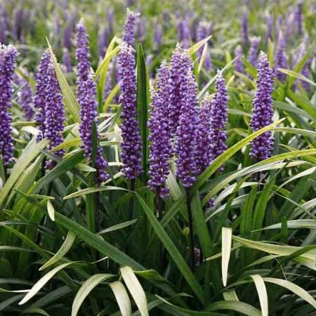 Liriope muscari 'Moneymaker' P9 - afbeelding 2