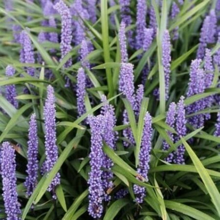 Liriope muscari 'Moneymaker' P9 - afbeelding 3