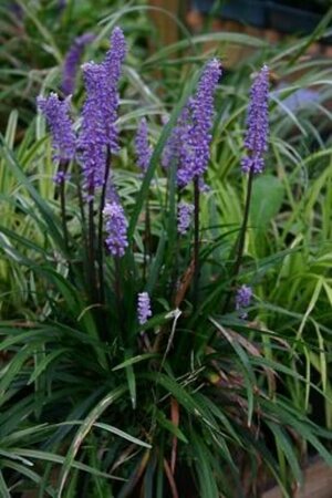 Liriope muscari 'Moneymaker' P9 - afbeelding 4