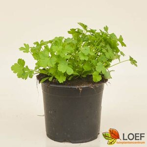 Petroselinum crispum neapolitanum C1.5 - afbeelding 1