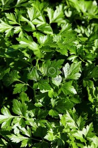 Petroselinum crispum neapolitanum C1.5 - afbeelding 2