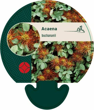 Acaena buchananii P9 - afbeelding 6