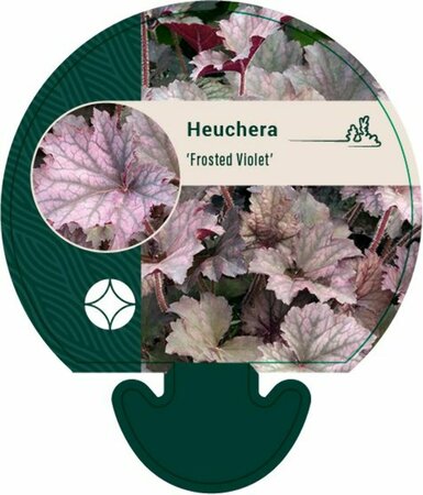 Heuchera 'Frosted Violet' P9