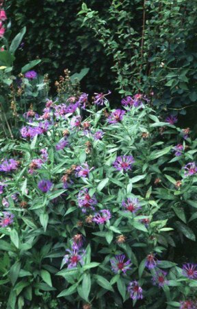 Centaurea montana 'Coerulea' P9