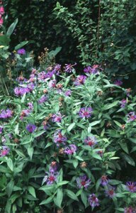 Centaurea montana 'Coerulea' P9