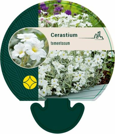 Cerastium tomentosum P9