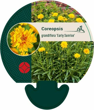 Coreopsis gr. 'Early Sunrise' P9 - afbeelding 3