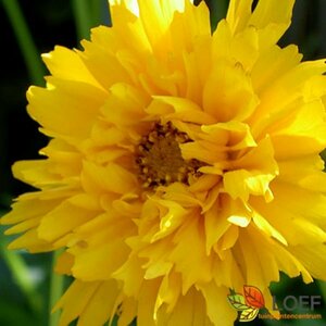 Coreopsis gr. 'Early Sunrise' C1 - afbeelding 1