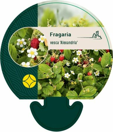 Fragaria vesca 'Alexandria' P9 - afbeelding 2