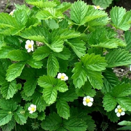 Fragaria vesca 'Alexandria' P9 - afbeelding 3