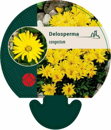 Delosperma congestum P9 - afbeelding 1