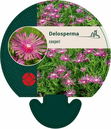 Delosperma cooperi P9 - afbeelding 1