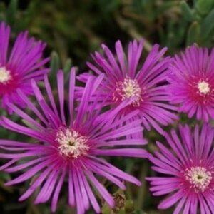 Delosperma cooperi P9 - afbeelding 2