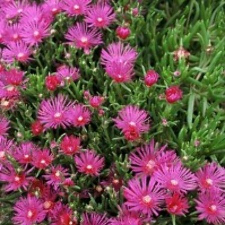 Delosperma cooperi P9 - afbeelding 3