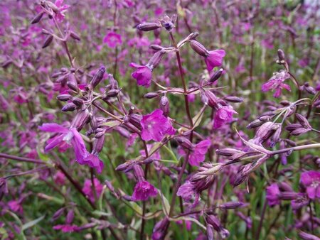 Lychnis viscaria 'Splendens' P9 - afbeelding 3