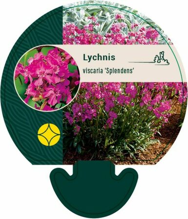 Lychnis viscaria 'Splendens' P9 - afbeelding 2