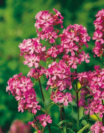 Lychnis viscaria 'Splendens' P9 - afbeelding 5