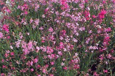 Lychnis viscaria 'Splendens' P9 - afbeelding 1