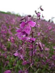 Lychnis viscaria 'Splendens' P9 - afbeelding 6