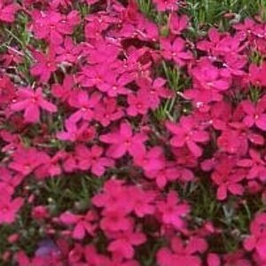 Phlox divaricata 'Crackerjack' P9 - afbeelding 2