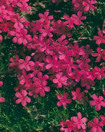 Phlox divaricata 'Crackerjack' P9 - afbeelding 3