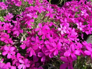 Phlox divaricata 'Crackerjack' P9 - afbeelding 4