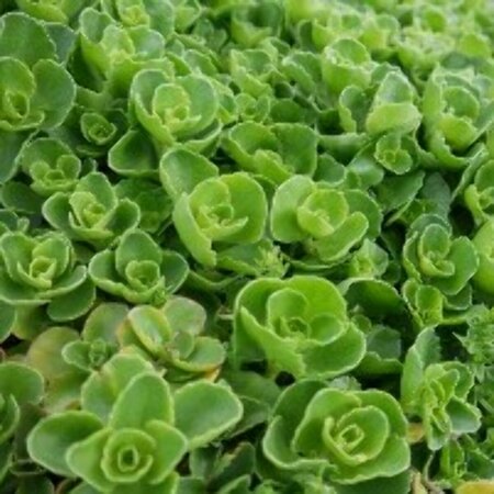 Sedum spurium 'Album' P9 - afbeelding 2