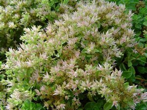 Sedum spurium 'Album' P9 - afbeelding 1