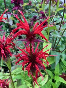 Monarda didyma P9