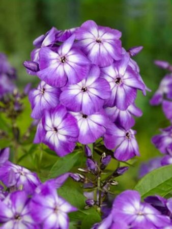 Phlox paniculata 'Laura'=Uspech P9 - afbeelding 1