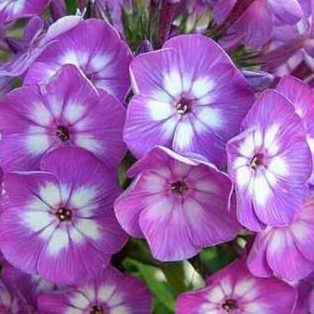 Phlox paniculata 'Laura'=Uspech P9 - afbeelding 2