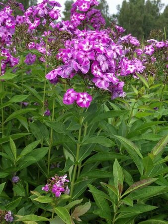 Phlox paniculata 'Laura'=Uspech P9 - afbeelding 3