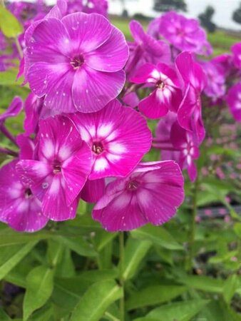 Phlox paniculata 'Laura'=Uspech P9 - afbeelding 5