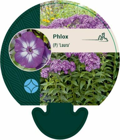 Phlox paniculata 'Laura'=Uspech P9 - afbeelding 6