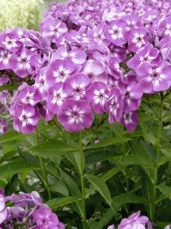 Phlox paniculata 'Laura'=Uspech P9 - afbeelding 4