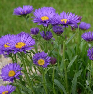 Aster alpinus 'Dunkle Schöne' P9 - afbeelding 4