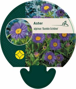 Aster alpinus 'Dunkle Schöne' P9 - afbeelding 1