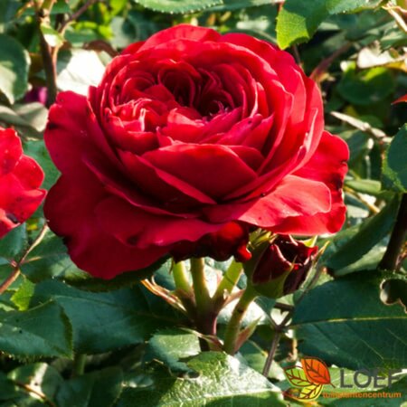 Rosa (F) 'Red Leonardo da Vinci' C3